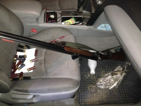 В Вилейском районе подстрелили птицу года – ушастую сову. Охотник якобы перепутал ее с уткой (ФОТО)