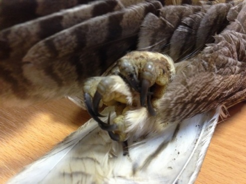 В Вилейском районе подстрелили птицу года – ушастую сову. Охотник якобы перепутал ее с уткой (ФОТО)