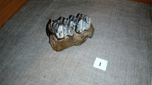 Останки доисторического большерогого оленя во дворце Румянцевых-Паскевичей