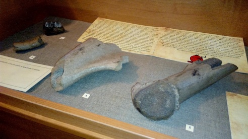 Останки доисторического большерогого оленя во дворце Румянцевых-Паскевичей