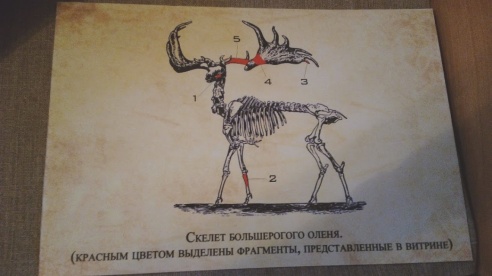 Останки доисторического большерогого оленя во дворце Румянцевых-Паскевичей