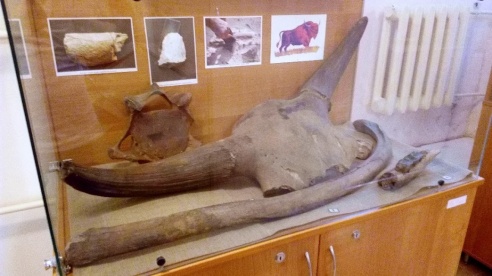 Останки доисторического большерогого оленя во дворце Румянцевых-Паскевичей