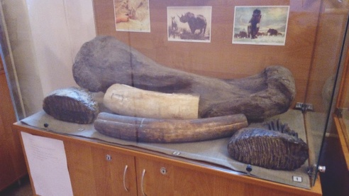 Останки доисторического большерогого оленя во дворце Румянцевых-Паскевичей