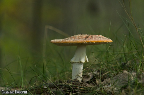 В Гомеле провели соревнования по маунтин-байку (фото)