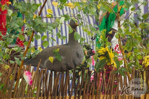 В Глубоком на осенней ярмарке в конкурсе «Счастливый случай» разыграли двух телят (ФОТО)