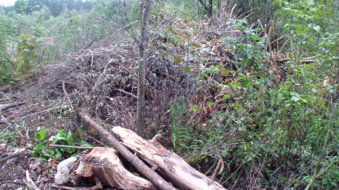 Трассу чистят, лес загрязняют