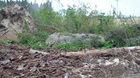 Трассу чистят, лес загрязняют