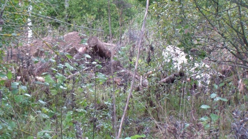 Трассу чистят, лес загрязняют
