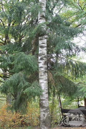 ФОТОФАКТ: Ель или береза? Деревья выросли вплотную в парке на Вилейщине