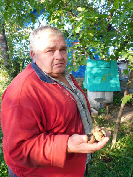 Грэцкі арэх на сваёй сядзібе вырасціў жыхар Лёзна Віктар Залатухін, а Таццяна Кальмакова – персікi