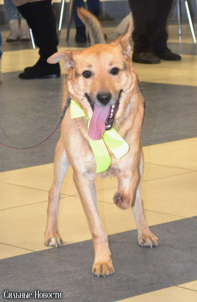 Фоторепортаж: 20 бездомных животных нашли дом и заботливых хозяев