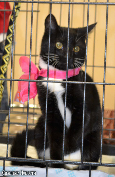 Фоторепортаж: 20 бездомных животных нашли дом и заботливых хозяев