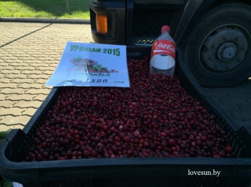 Осенняя ярмарка 2015 в Светлогорске