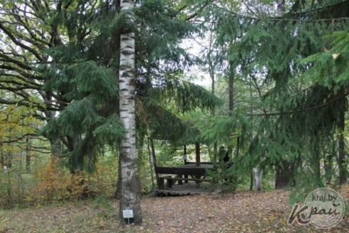 ФОТОФАКТ: Ель или береза? Деревья выросли вплотную в парке на Вилейщине