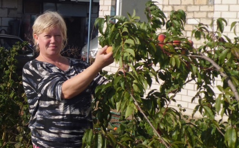Грэцкі арэх на сваёй сядзібе вырасціў жыхар Лёзна Віктар Залатухін, а Таццяна Кальмакова – персікi