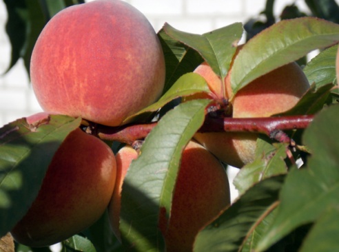 Грэцкі арэх на сваёй сядзібе вырасціў жыхар Лёзна Віктар Залатухін, а Таццяна Кальмакова – персікi