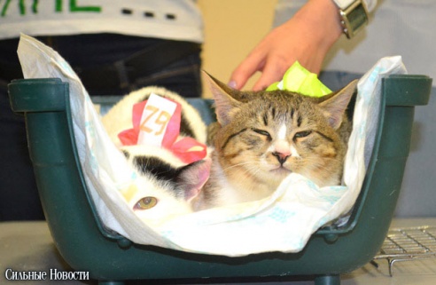 Фоторепортаж: 20 бездомных животных нашли дом и заботливых хозяев