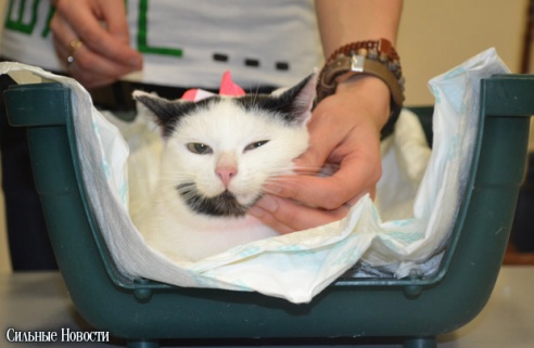 Фоторепортаж: 20 бездомных животных нашли дом и заботливых хозяев