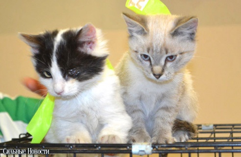 Фоторепортаж: 20 бездомных животных нашли дом и заботливых хозяев