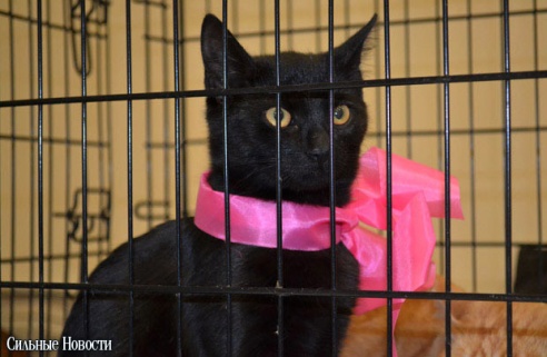 Фоторепортаж: 20 бездомных животных нашли дом и заботливых хозяев