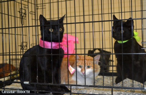 Фоторепортаж: 20 бездомных животных нашли дом и заботливых хозяев