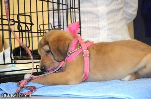 Фоторепортаж: 20 бездомных животных нашли дом и заботливых хозяев