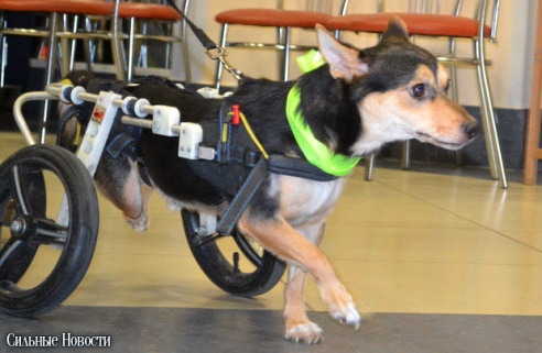 Фоторепортаж: 20 бездомных животных нашли дом и заботливых хозяев