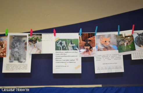 Фоторепортаж: 20 бездомных животных нашли дом и заботливых хозяев