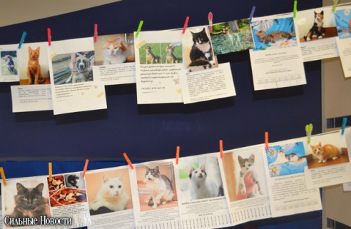 Фоторепортаж: 20 бездомных животных нашли дом и заботливых хозяев