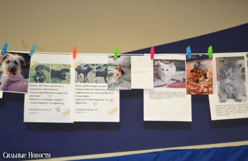 Фоторепортаж: 20 бездомных животных нашли дом и заботливых хозяев