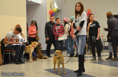 Фоторепортаж: 20 бездомных животных нашли дом и заботливых хозяев