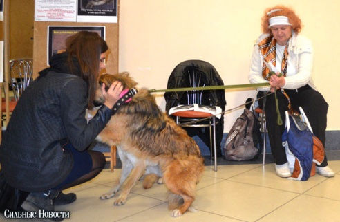 Фоторепортаж: 20 бездомных животных нашли дом и заботливых хозяев