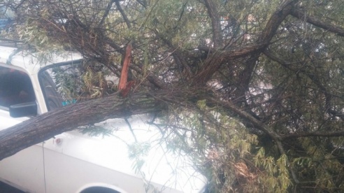 Фотофакт: В микрорайоне Юбилейный дерево упало на Москвич