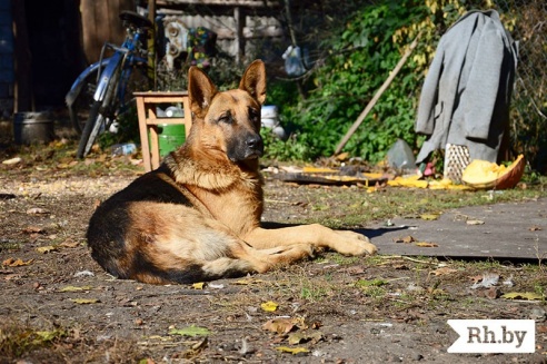 Жанчына з Лебедзева пад Маладзечнам стала маці,  шматдзетнай, амаль у 50 год