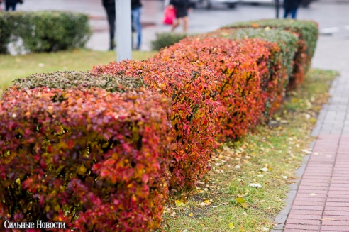 Фоторепортаж: осень в Гомеле
