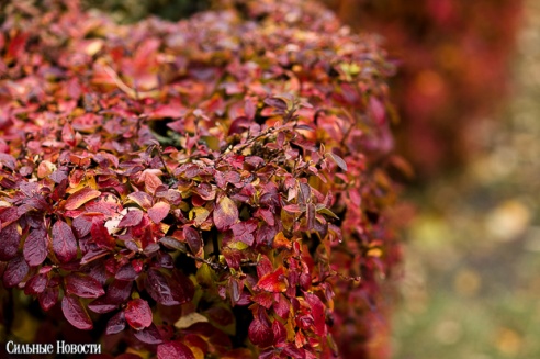 Фоторепортаж: осень в Гомеле