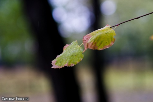 Фоторепортаж: осень в Гомеле