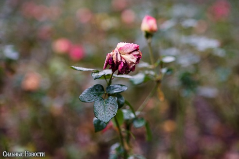 Фоторепортаж: осень в Гомеле