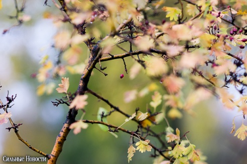 Фоторепортаж: осень в Гомеле
