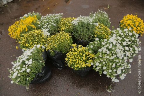 Налетай, торопись… Гомельчане оценили размах ярмарки на площади Ленина