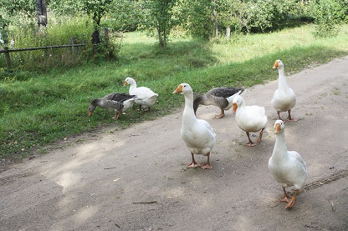 Вёска Гінькі: родны куточак мілейшы за ўсё