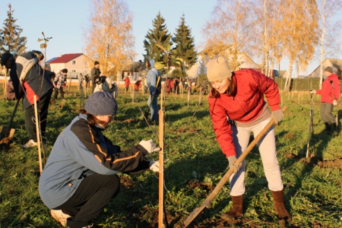 В СШ №1 г.п. Лиозно завершена высадка плодового сада