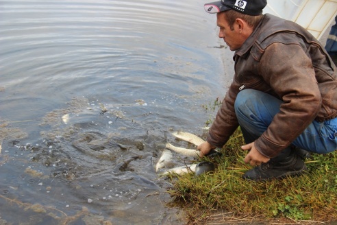 Белый амур спасет ошмянские водоемы