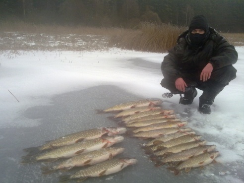 Вот такая рыба ловится в Горецком районе! ФОТО