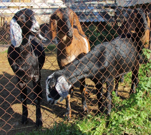 Экзатычныя жывёлы Кузьміновых