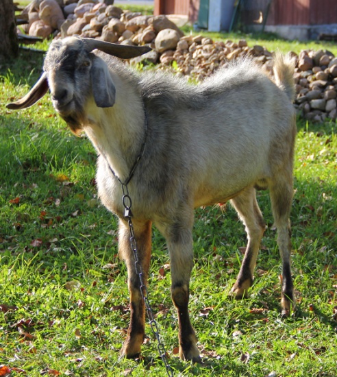 Экзатычныя жывёлы Кузьміновых