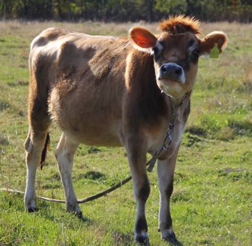 Экзатычныя жывёлы Кузьміновых