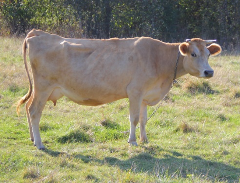 Экзатычныя жывёлы Кузьміновых