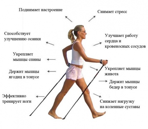 Скандинавская ходьба в Жодино объединяет приверженцев здорового образа жизни