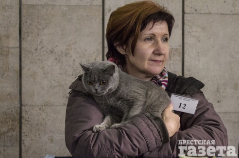 Выставка кошек в Бресте: «Я был против домашних животных! Но сфинск - это мечта»